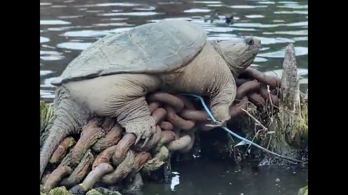 A giant snapping turtle dubbed “Chonkasaurus” was spotted basking in the Chicago River.