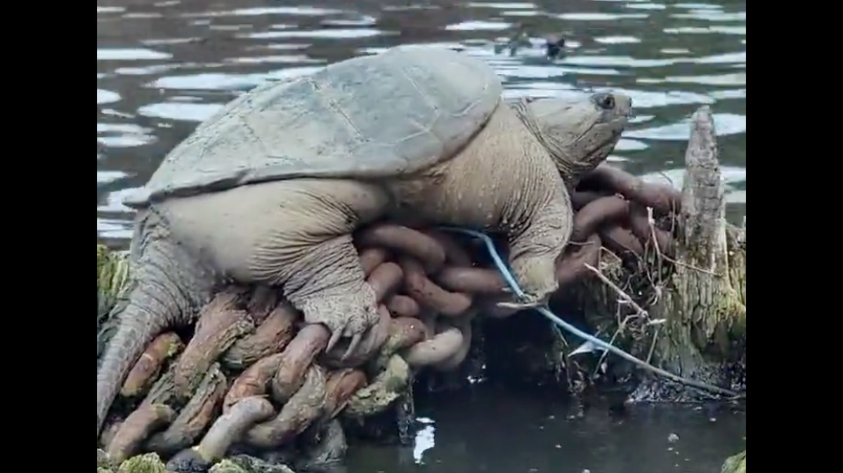 A giant snapping turtle dubbed “Chonkasaurus” was spotted basking in the Chicago River.