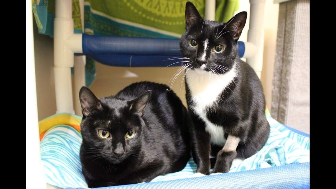 Was it a Shadow or a Ghost? Loving home needed for these bonded cats at Wayside Waifs