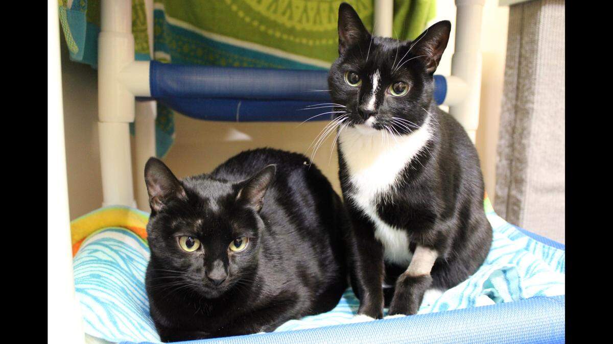 Shadow and Ghost