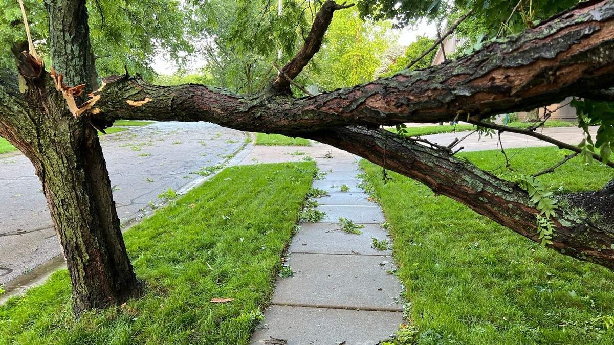 Anyone up for a little Midwestern limbo? This locust tree didn’t make it through a late-night storm.