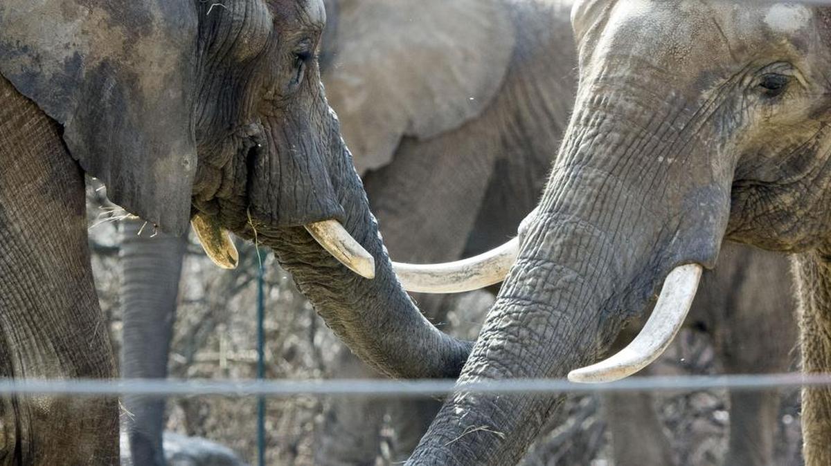 Tamani (left), a 10 year-old bull elephant, touched Megan, a 38 year-old female, as they enjoyed the outdoors on his first full day out on exhibit at the Kansas City Zoo on Friday, March 4, 2016 in Kansas City, Missouri.