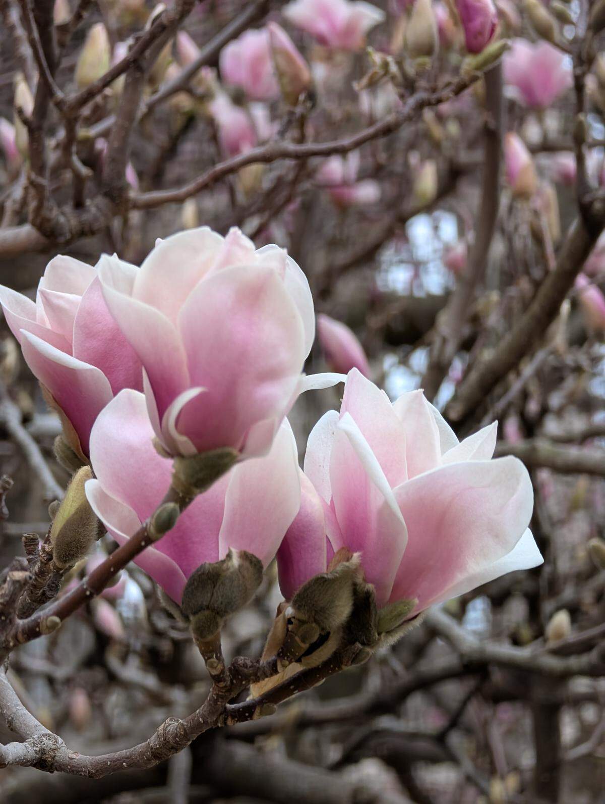 Saucer magnolia blooms