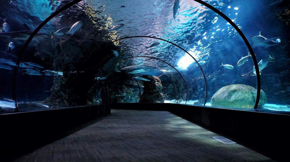 A shark was euthanized at an Iowa zoo when it bit an employee and wouldn’t release, the zoo said.