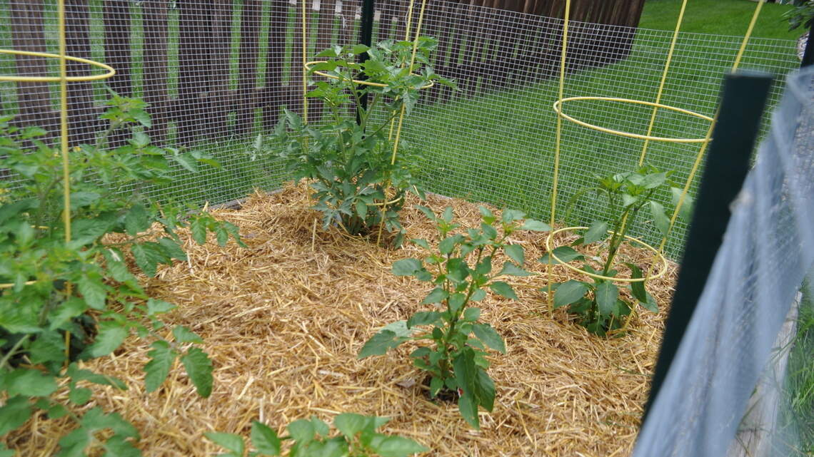 Eager to plant those tomatoes? Take these steps to keep them warm from root to leaf