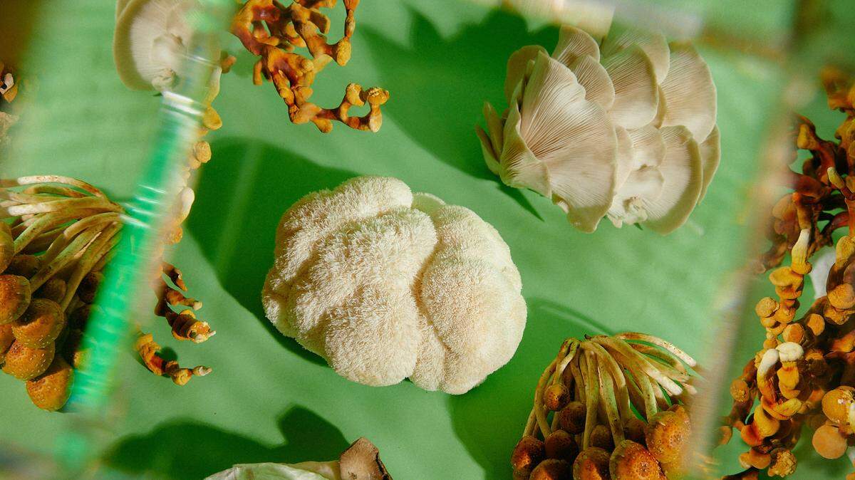 Mushroom Culture plans a spring opening in the former Blue Koi space at 1803 W. 39th St.