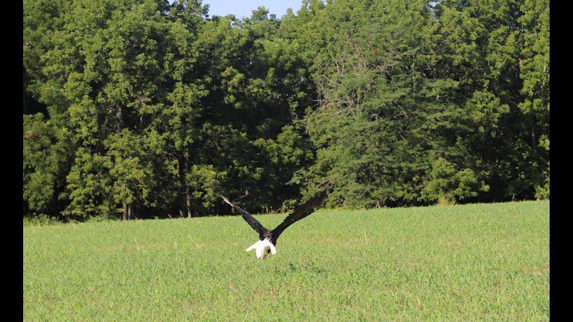 By the time wildlife experts set the eagle free, it was able to take to the skies again.