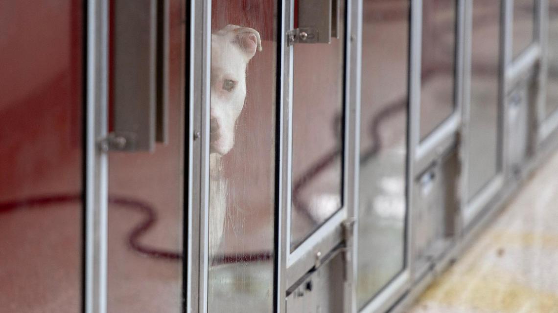 Too many dogs, too few adoptions: Inside the ‘huge crisis’ in KC animal shelters