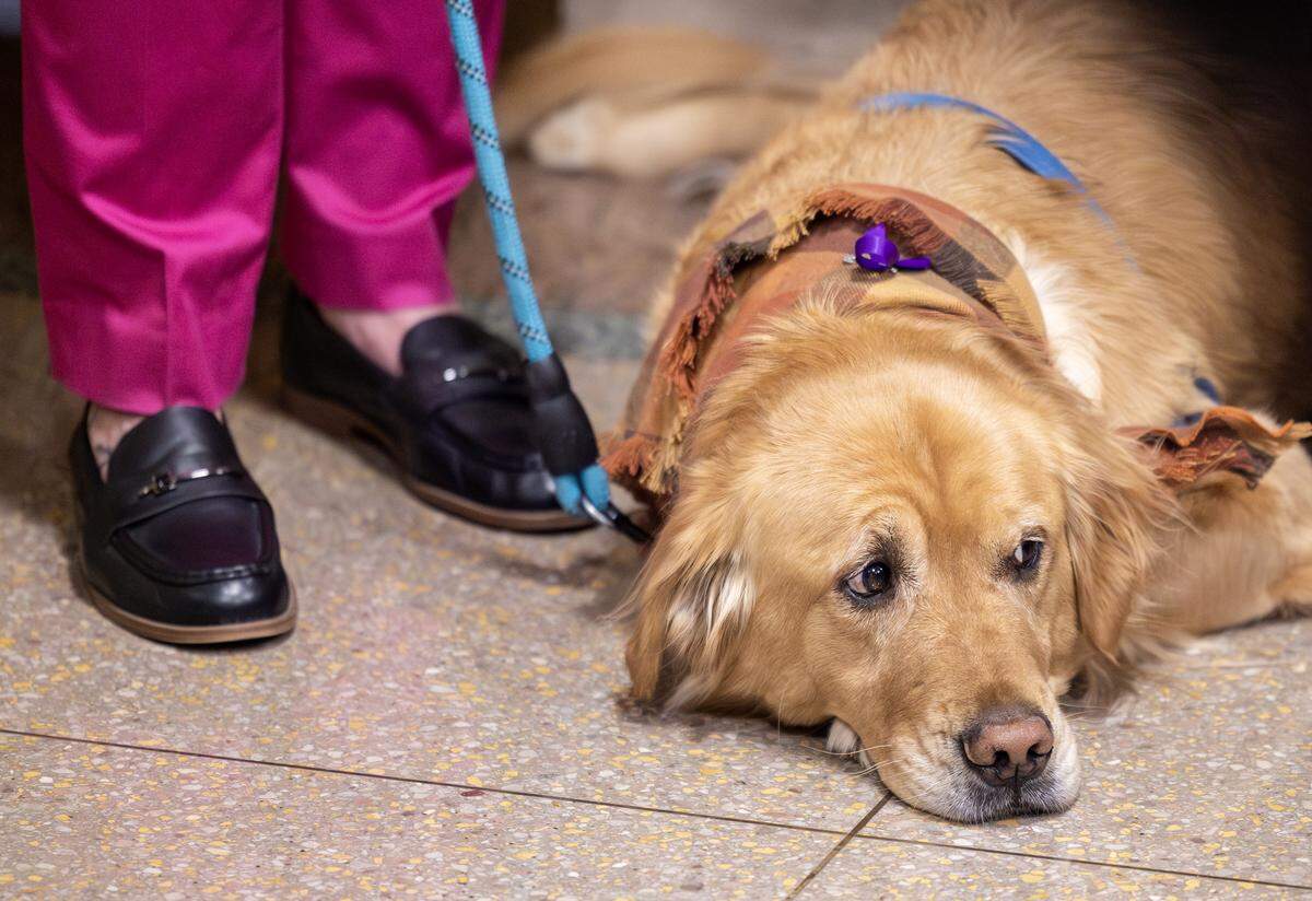 Ralph, a therapy dog with the Jackson County Prosecutor’s Office, looks on quietly during a press conference at the Jackson County Courthouse on Tuesday, Oct. 14.