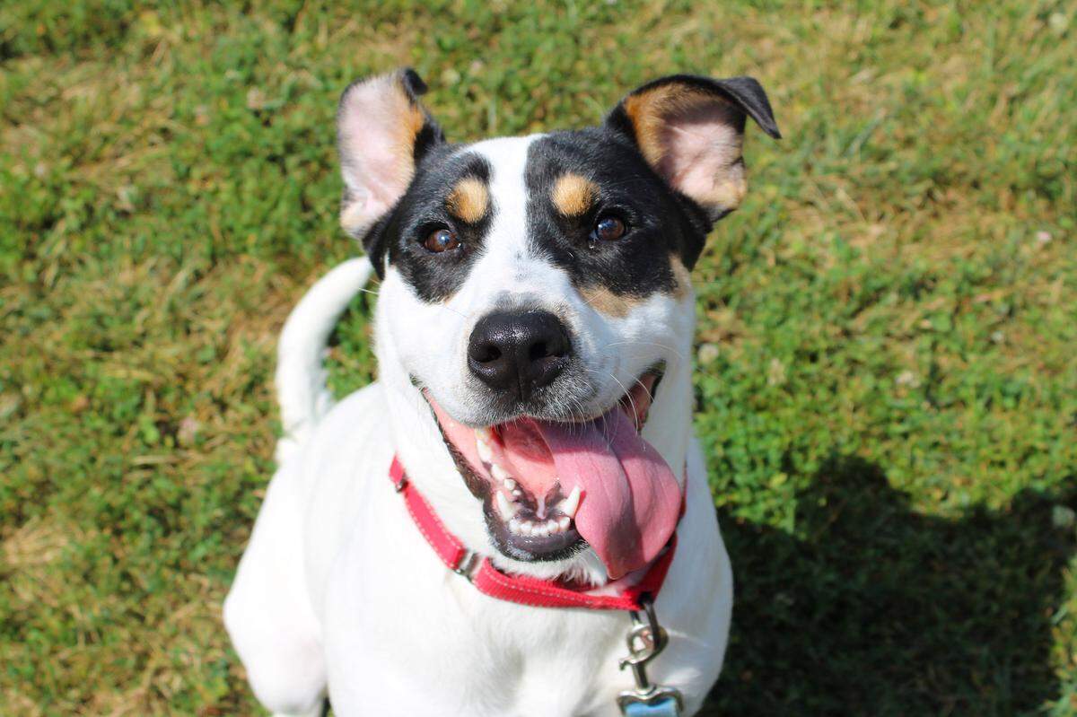 Spud is a 7-month-old puppy in training working on his confidence. The right home and another dog could help.