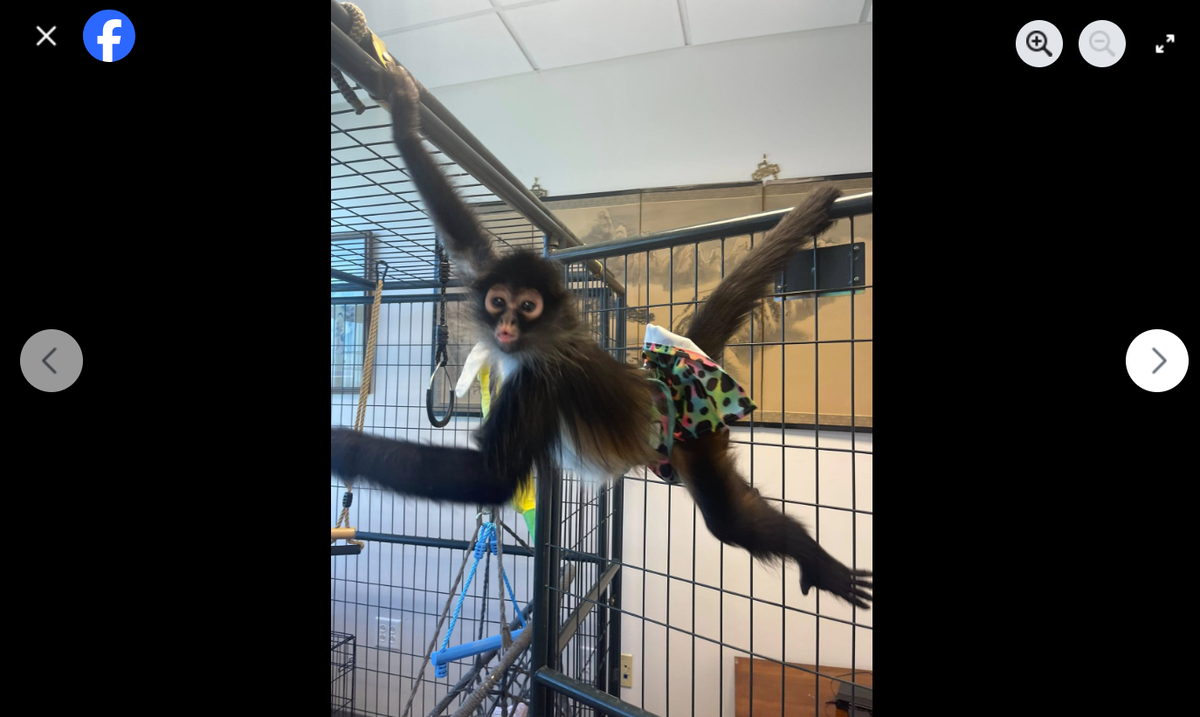 Oakley the spider monkey