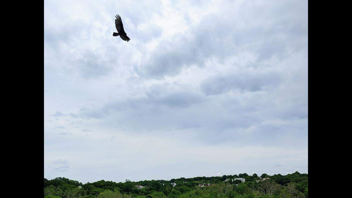 A vulture is a sight to behold, looping gracefully in the sky. Then watch them chow down on their prey and you’ll have a different impression.