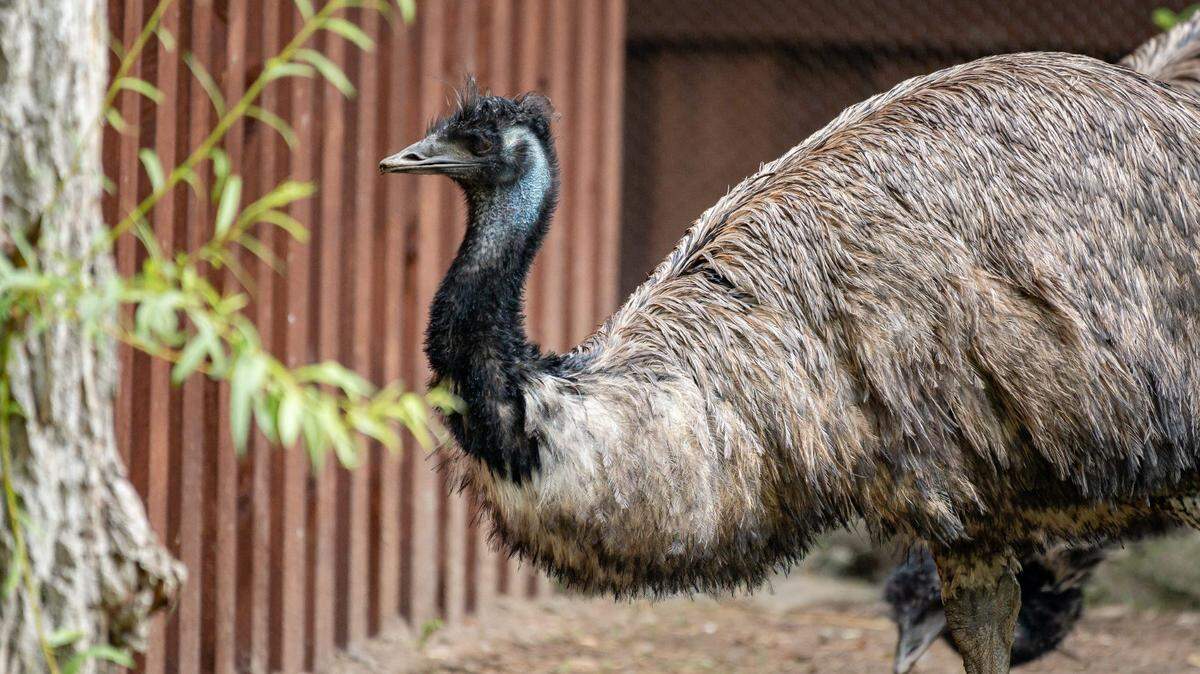 An emu walks around its enclosing at the Utica Zoo on Tuesday, June 11, 2024.