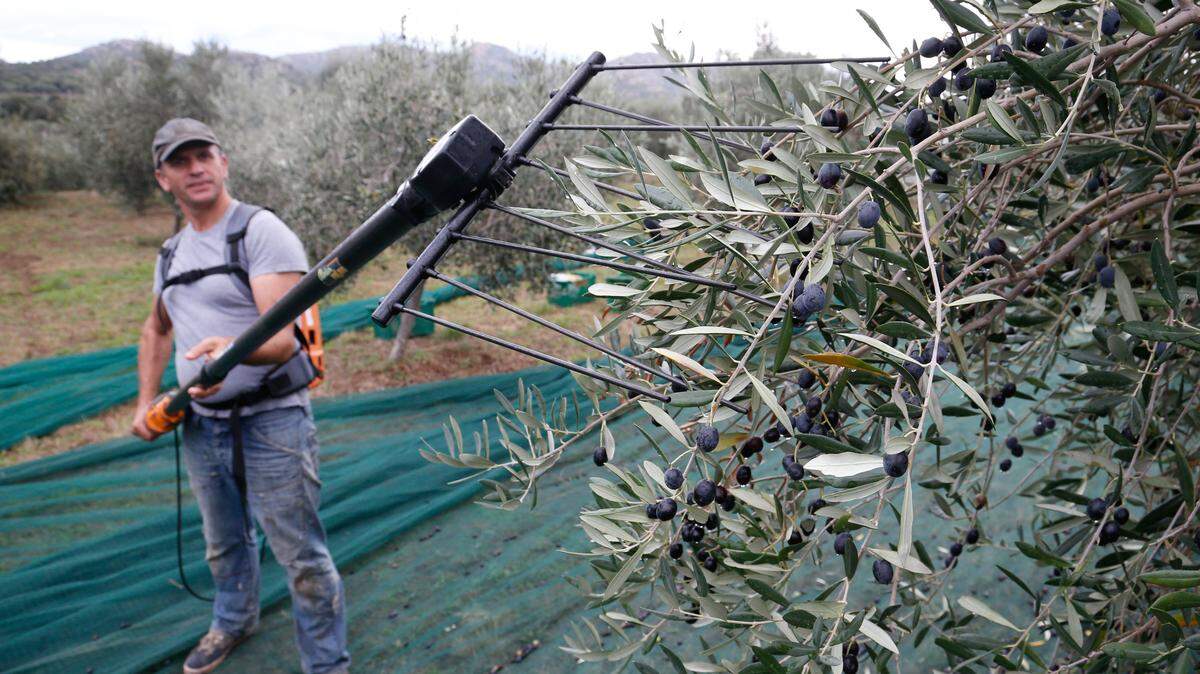 a man uses gardening tools on a tree.