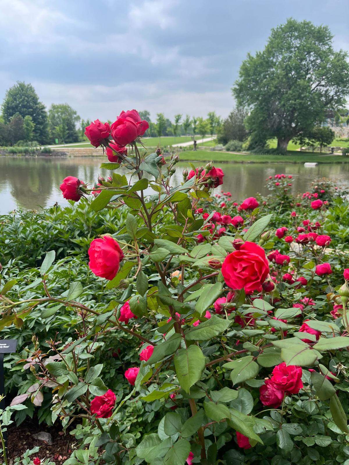 Peonies were found inside the Overland Park Arboretum & Gardens, near a pathway by Margaret’s Pond.