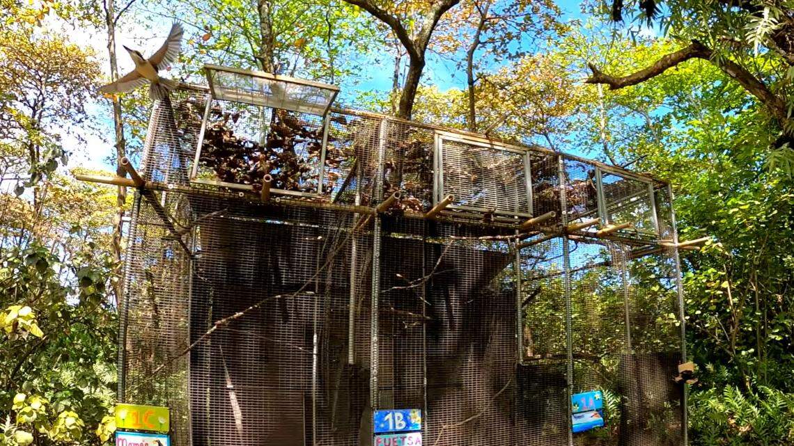 Sihek flying out of temporary soft-release home into forests of Palmyra Atoll.