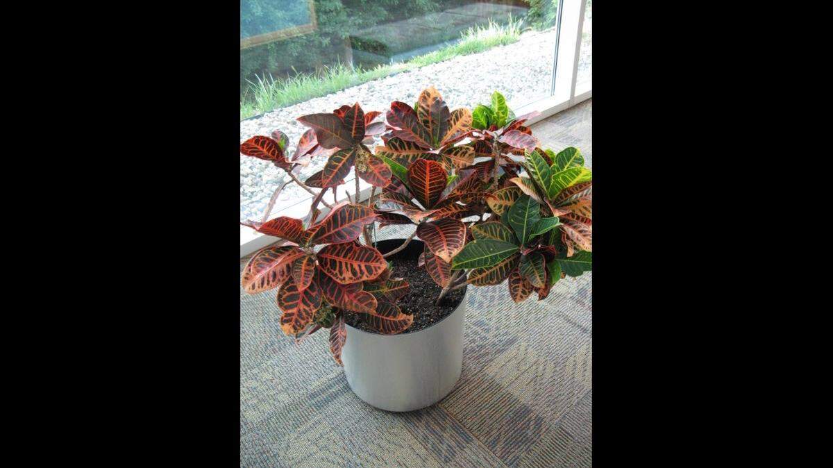 These days, younger generations are as likely to nurture plants like this croton as their grandparents.