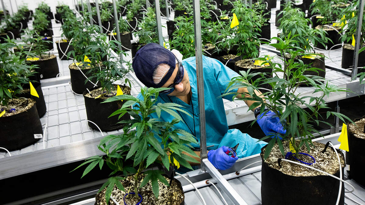 Other states make sure minorities harmed by the war on drugs can be included when medical marijuana is legalized. But not here.