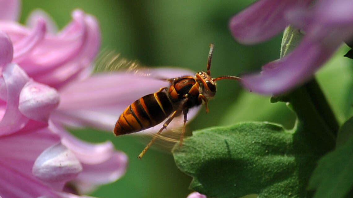 Spring Wasp Survival Guide: Get Rid of Wasps Using Budget-Friendly DIY Methods
