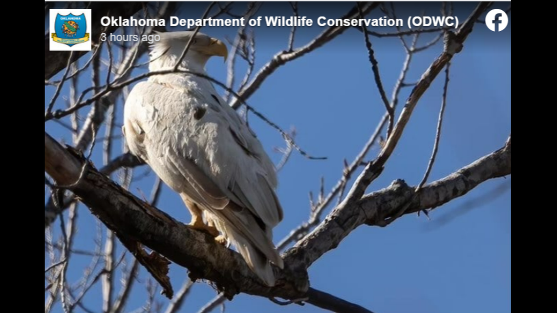 A rare white eagle has been spotted at a wildlife refuge in Oklahoma, drawing people to the state from across the country to try and catch a glimpse of the bird.