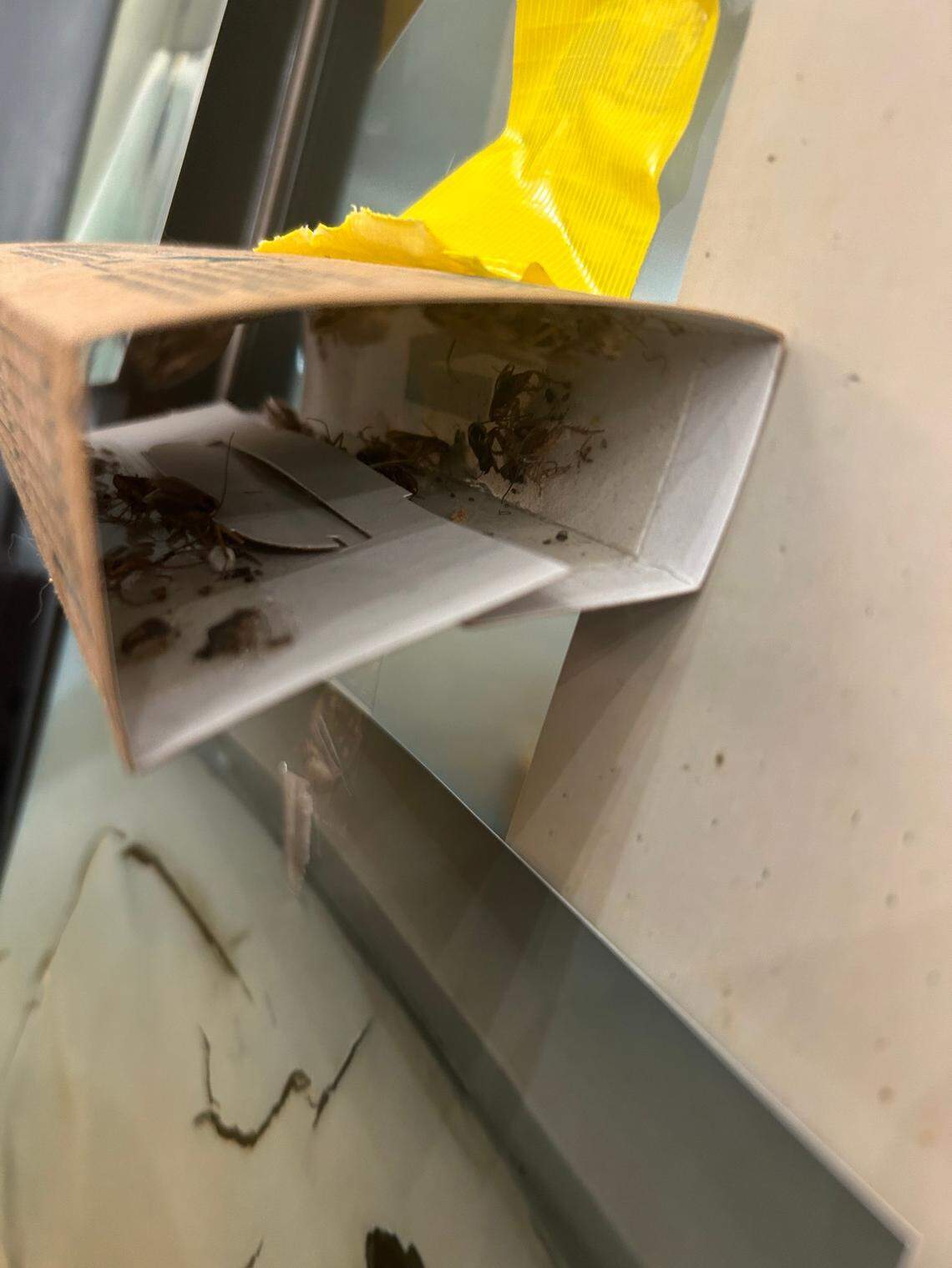 Tenants at Quality Hill Towers taped several full cockroach traps to the apartments’ building management office door as part of an Oct. 18 labor action, hoping to prove the existence of roaches reported by multiple residents in recent months.