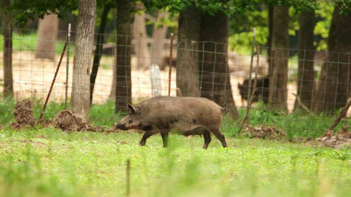 A group of feral hogs roam in Patterson, Missouri.