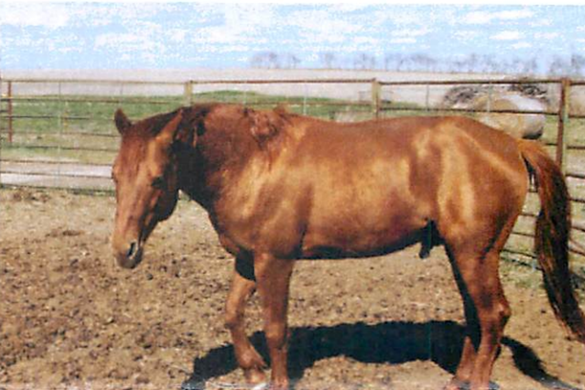 Saline County sheriff’s deputies seized animals from Matthew and Beverly Fullen as part of an animal cruelty investigation that began with a warrantless search of their land. A legal doctrine called “open fields” allows searches of open land without a warrant.