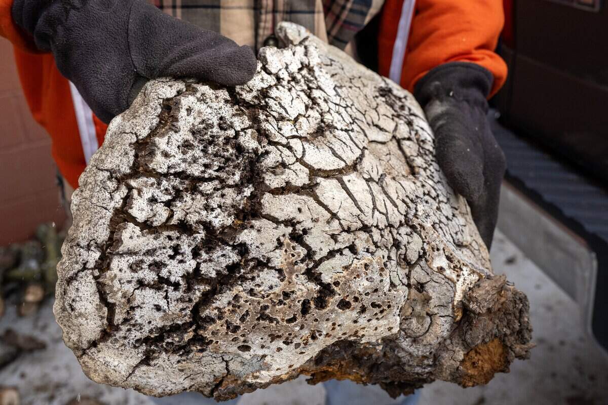 Jeff Holman displays fungus growing on the trunk of a 250-year-old bur oak tree on Tuesday, Jan. 13, 2026, in Kansas City.