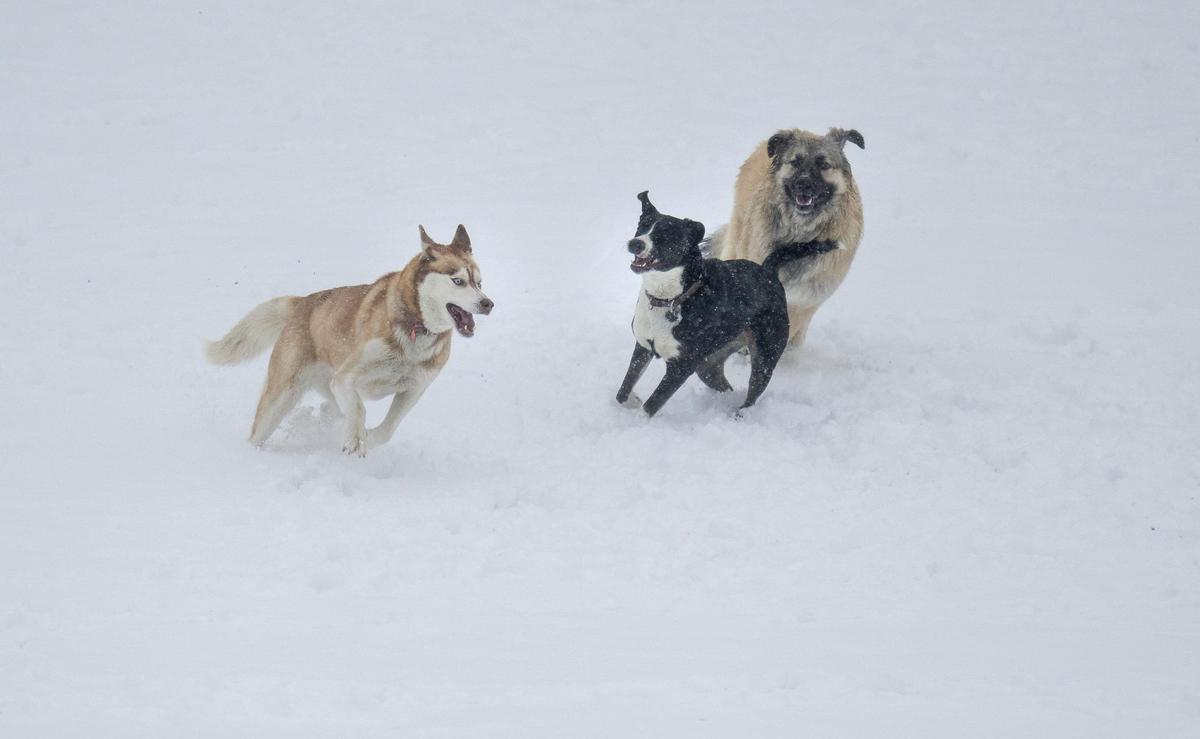 Charlie and Luna again rank among the most popular names for U.S. dogs.
