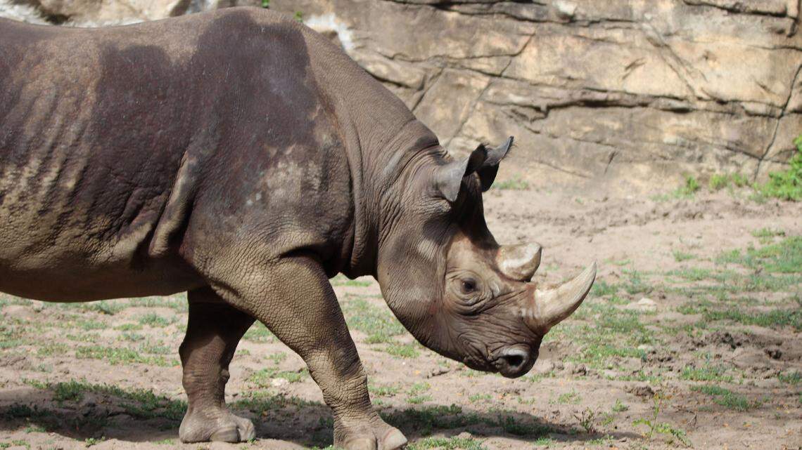 The Kansas City Zoo is expecting a critically endangered eastern black rhinoceros calf to be born this winter to mother Zuri, above, and father Ruka. This will be their first calf.