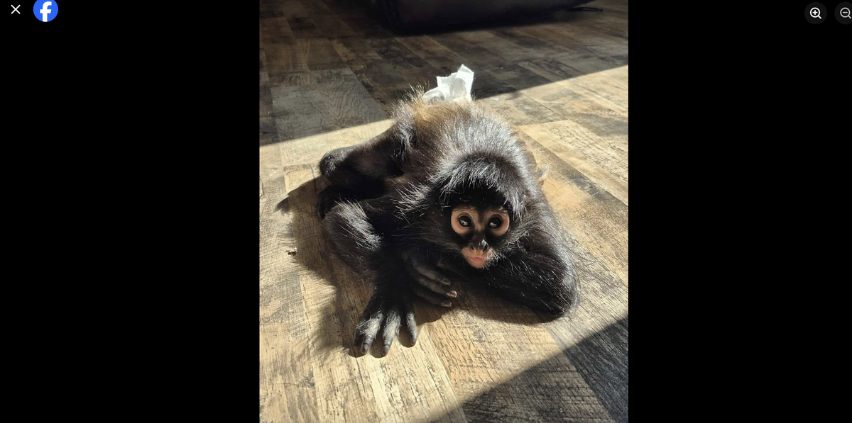 Oakley Reign is a pet spider monkey living with a family in Prairie Village.