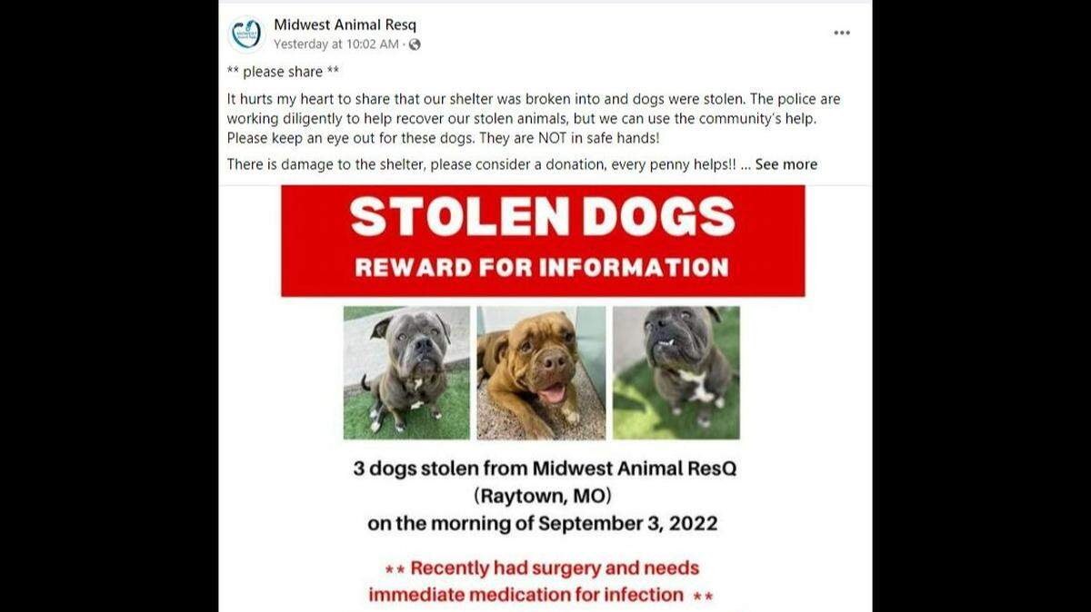 Three dogs were stolen Saturday, Sept. 9, 2022, from Midwest Animal ResQ in Raytown, the animal shelter said in a Facebook post.