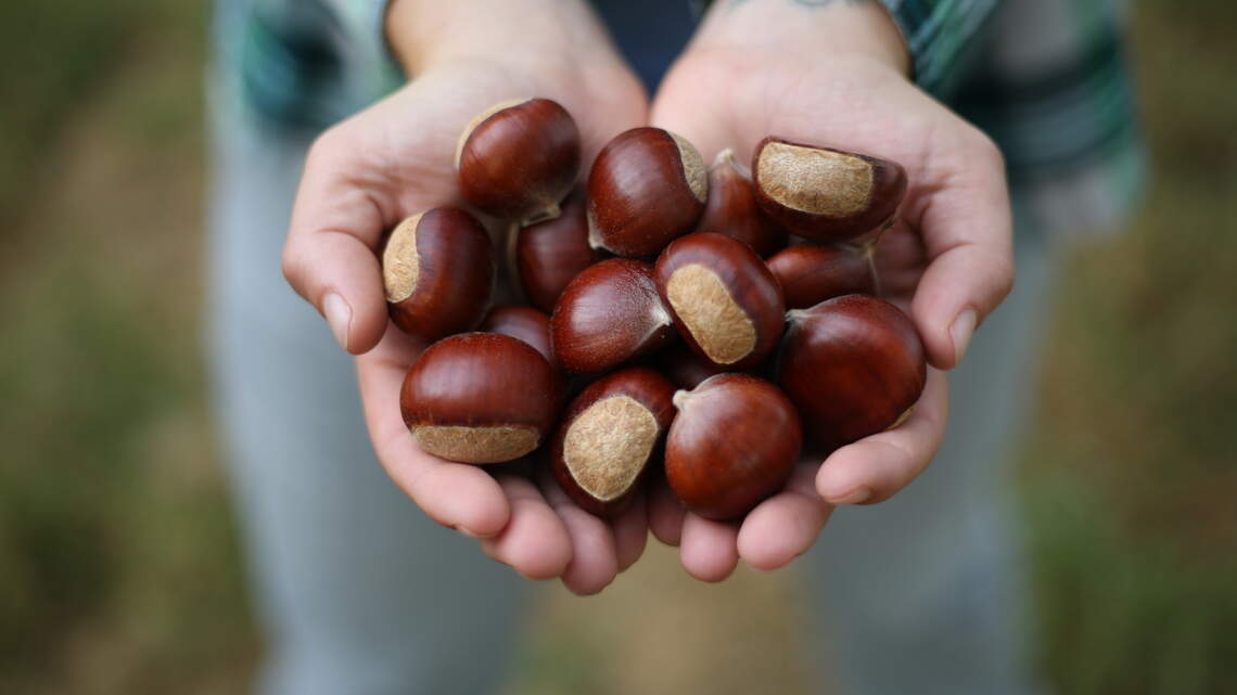 Missouri has the roots of a thriving chestnut industry. Now we need to help it grow | Opinion