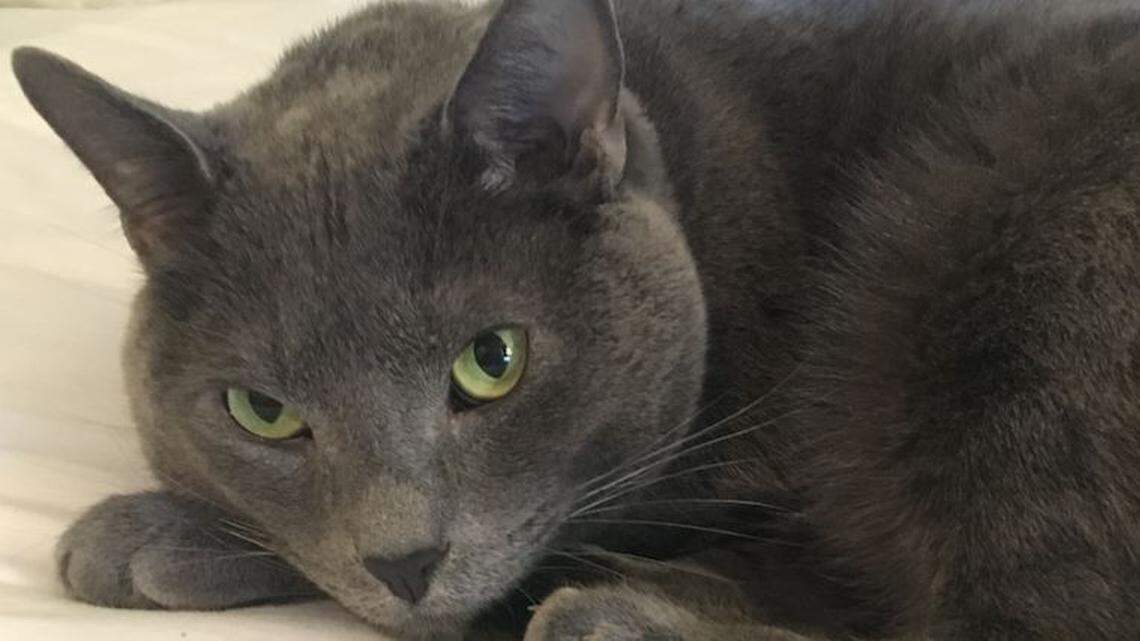 How could this furry, sweet kitty cause fear and anxiety?