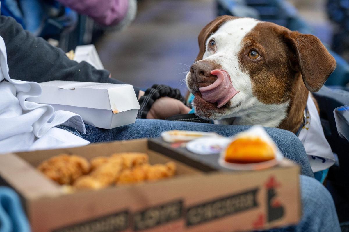 A dog named Slugger licks its nose while its owners, Brittany and Austin Cook, eat food during Bark at the Park at an MLB game between the Kansas City Royals and the Baltimore Orioles on Friday, April 4, 2025, at Kauffman Stadium.
