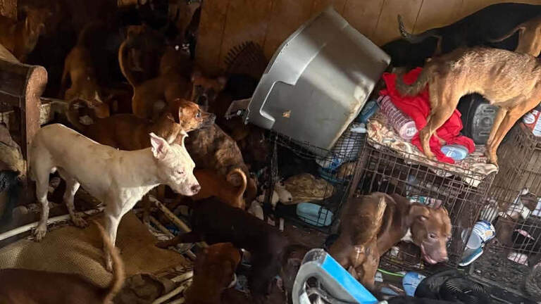 Police were called to KCK home multiple times before 81 dogs were rescued