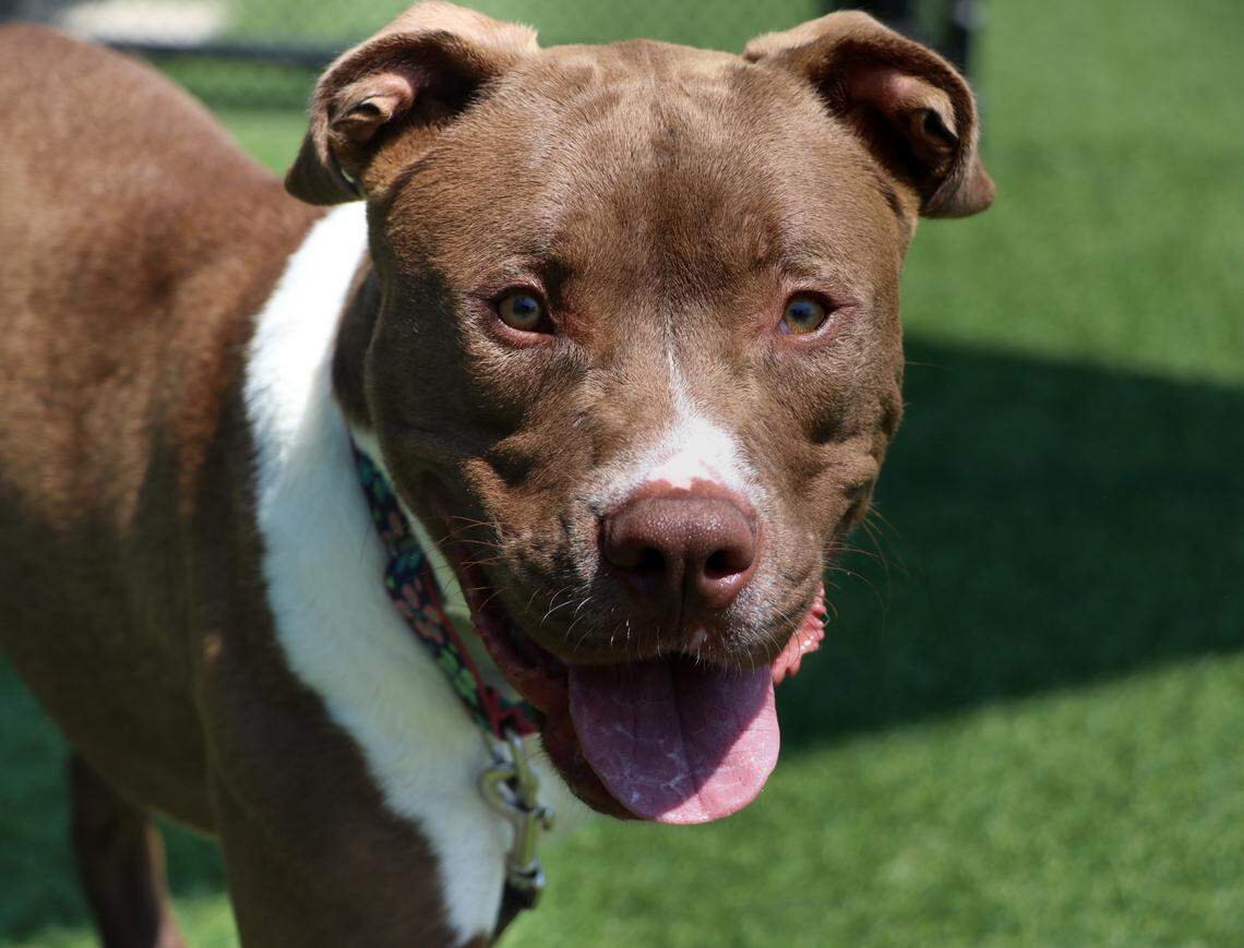 Craig is available for adoption at KCPP.