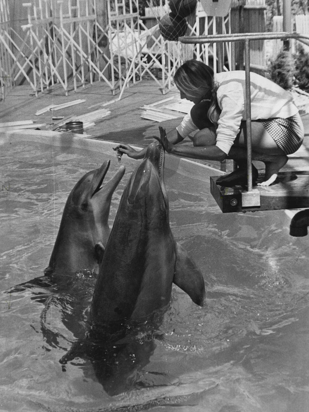 Dolphins named Skipper and Dolly retrieve fish from their trainer’s hands.