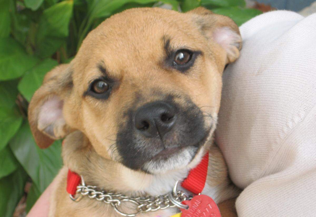 Henry, on the day we adopted him.