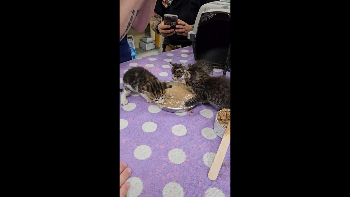 Four three-week-old kittens are in a foster home after a “good Samaritan” saved them from a threat of harm. Great Plains SPCA said they could be ready for adoption when they reach two months old.