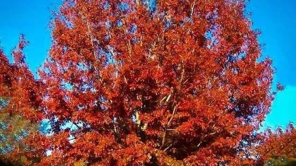 The city of Merriam is offering discounts on tree purchases this summer.