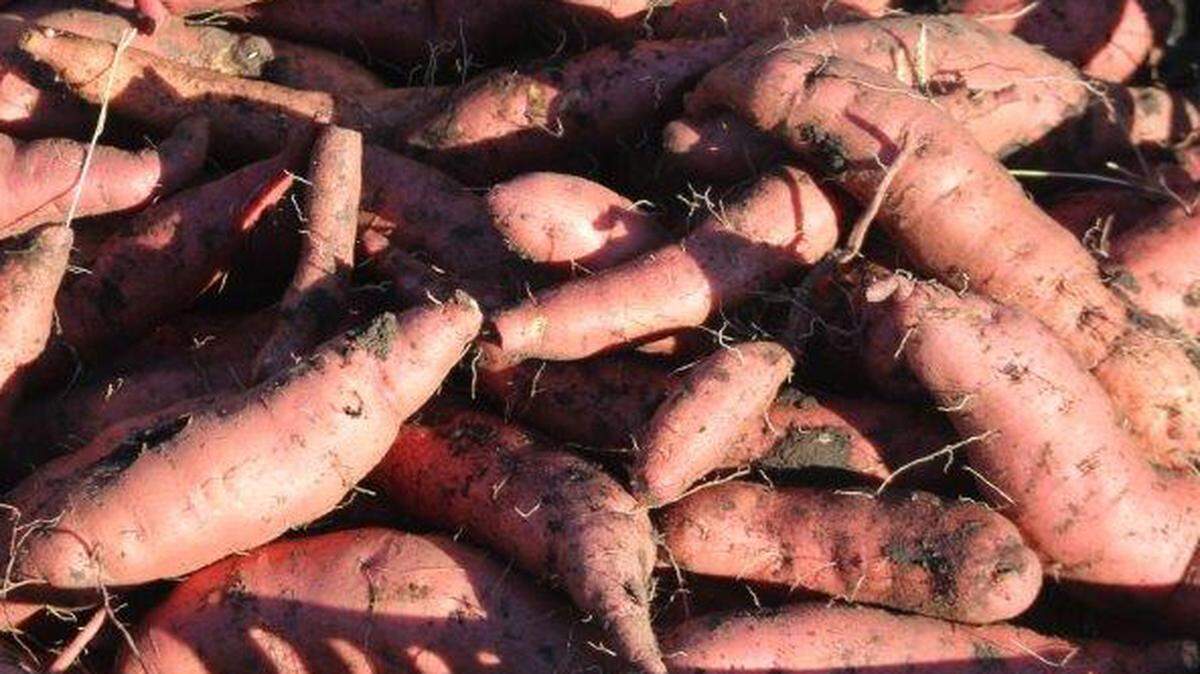Sweet potatoes are notoriously sensitive to cold.