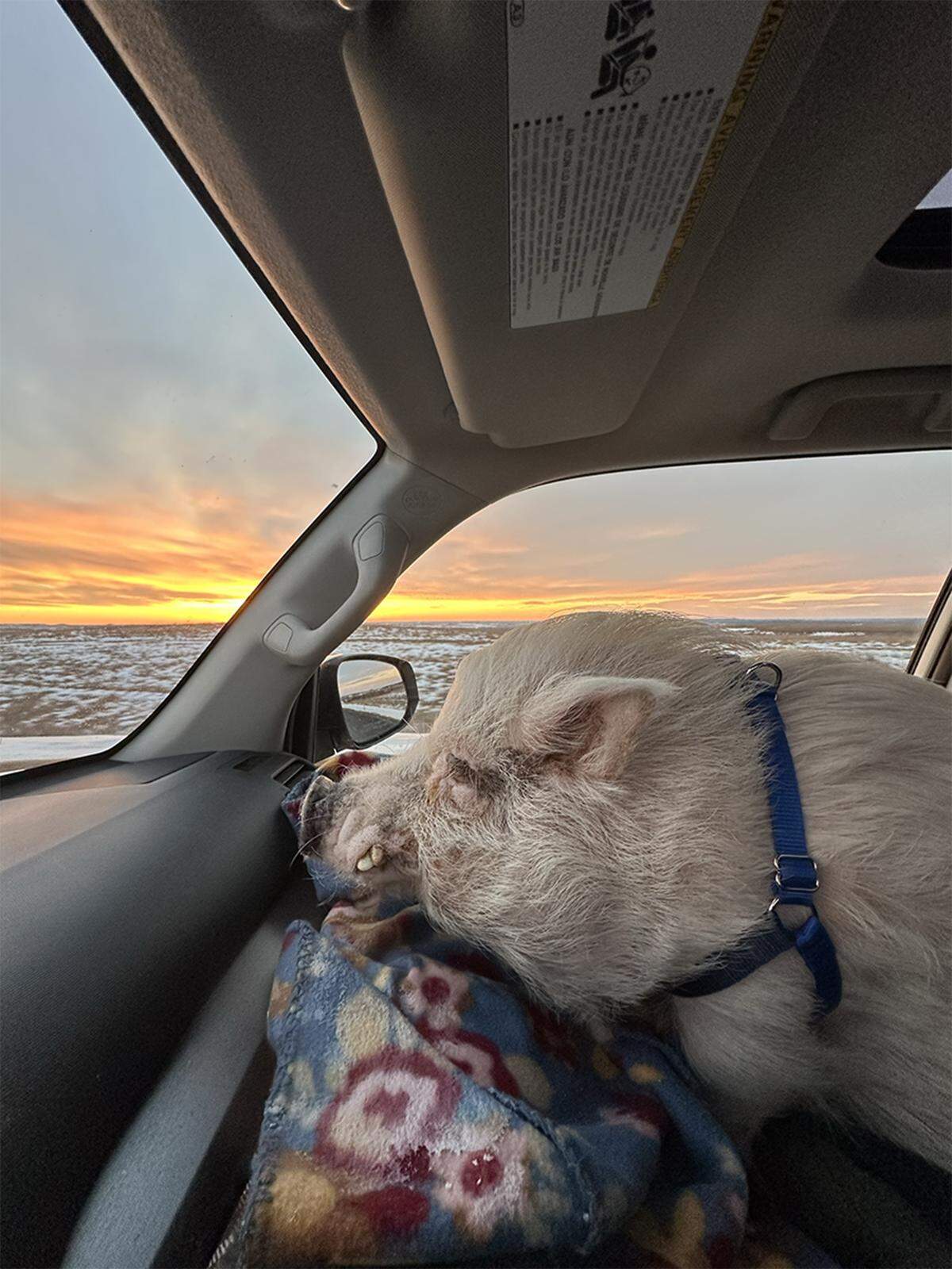 Walter, a special needs pig who was starved for the first six years of his life, rides in the front seat with his owner Emily McLeod as she heads to Kansas State University in Manhattan, where she is studying to become a veterinarian. 