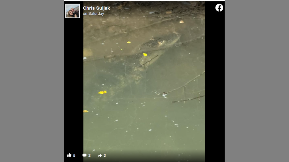 The alligator, which measured 54 inches long, proved difficult to capture.