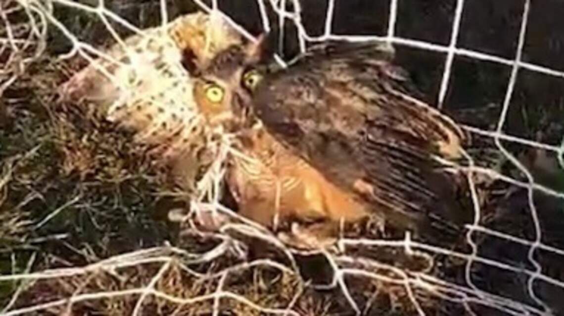 One lucky owl escaped tragedy at Southwick Stadium in the Belton School District