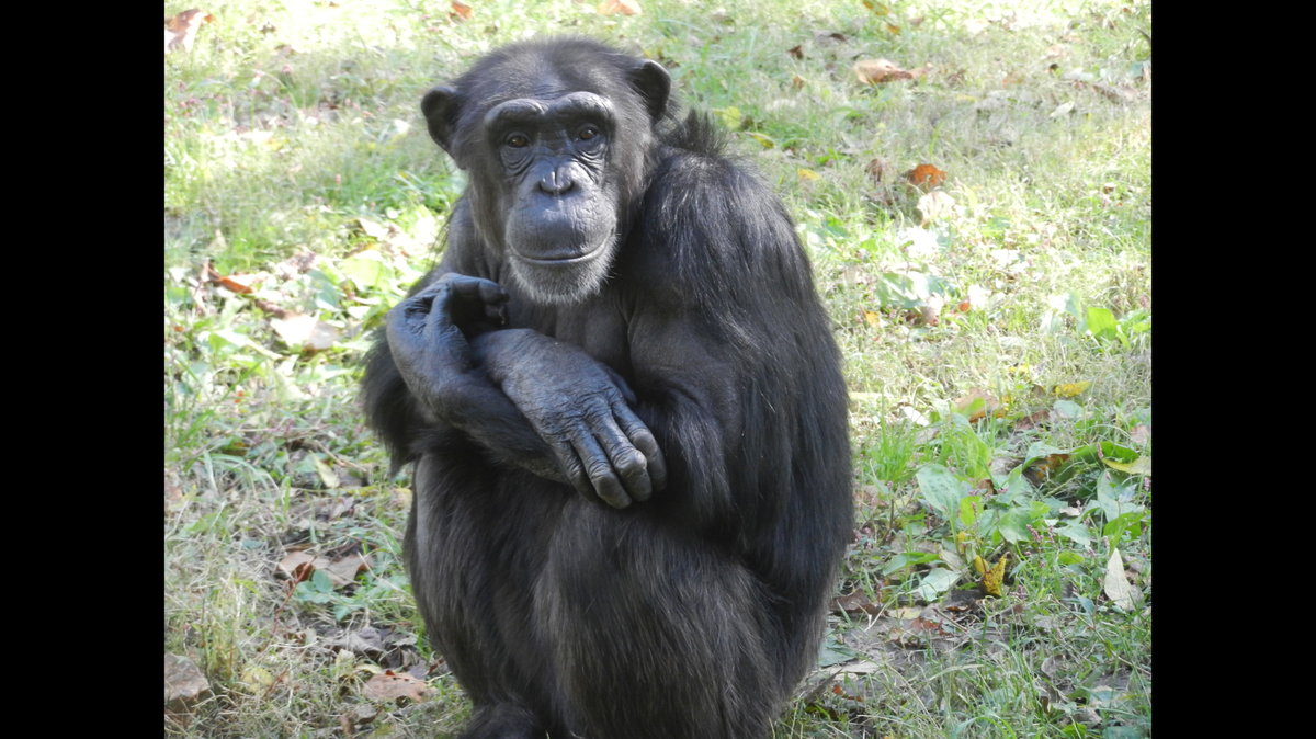 Teetoo, a 26-year-old chimpanzee, died unexpectedly in the care of the Kansas City Zoo following a routine medical procedure, a spokeswoman announced Friday.