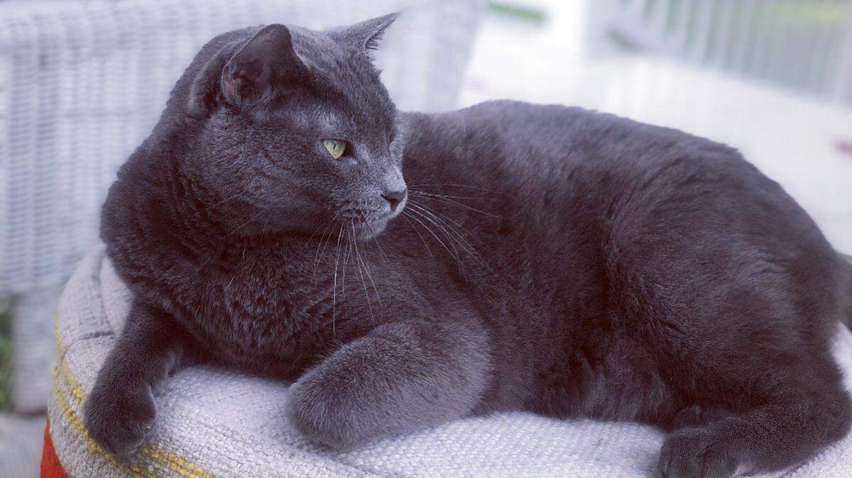 Sherry Kuehl’s Russian blue cat guarantees she still has messes to clean up after, now that her kids are out of the home.