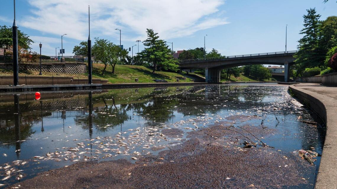 Why are thousands of dead fish floating in Brush Creek beside the Country Club Plaza?