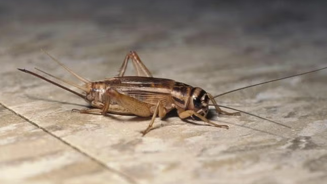 Chirping crickets can infiltrate KS, MO homes this fall. Here’s how to keep them out