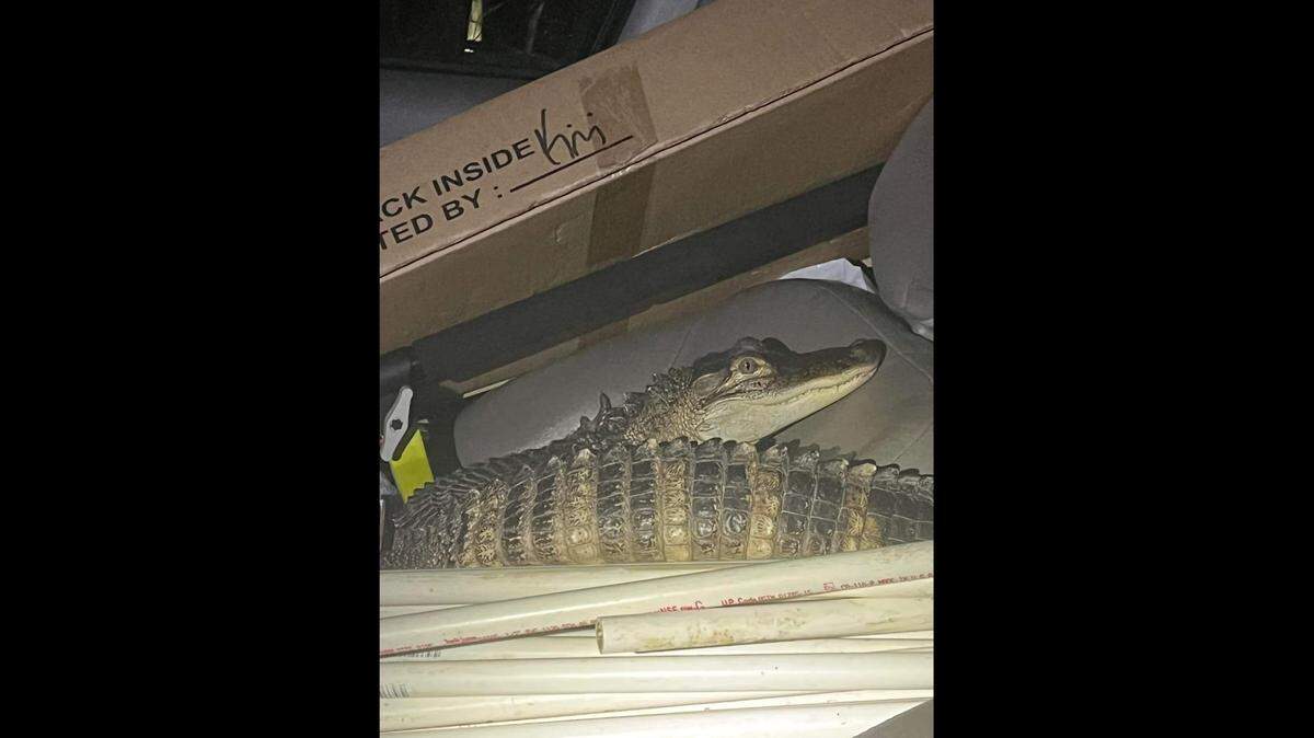 Police and deputies in Michigan discovered a surprise passenger after a high-speed car chase.